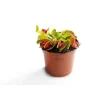 Plantiflor Venusfliegenfalle Topf Durchmesser 9 cm
