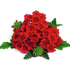 Plantiflor Verbene Temari weiß und rosa/rot T10,5