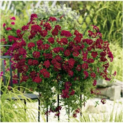 Plantiflor Verbene Temari weiß und rosa/rot T10,5