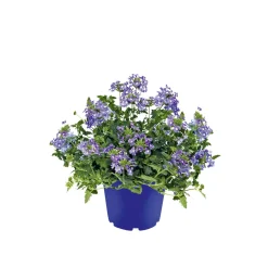 Plantiflor Verbene verschiedene Farben T13