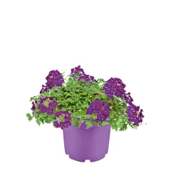 Plantiflor Verbene verschiedene Farben T13