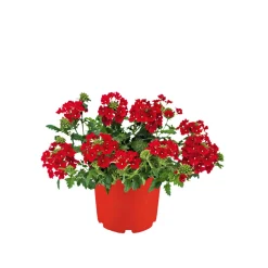 Plantiflor Verbene verschiedene Farben T13