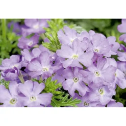 Plantiflor Verbene verschiedene Farben T13
