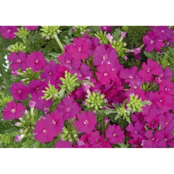 Plantiflor Verbene verschiedene Farben T13