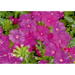 Plantiflor Verbene verschiedene Farben T13