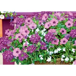 Plantiflor Verbene verschiedene Farben T13