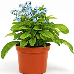 Plantiflor Vergissmeinnicht im Topf Durchmesser 11 cm