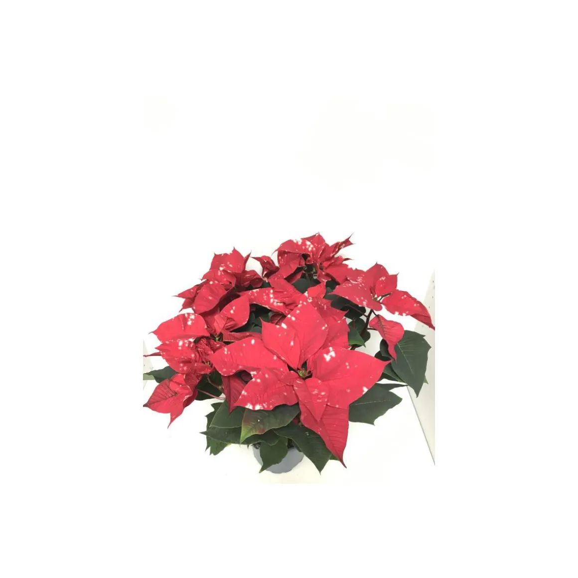 Plantiflor Weihnachtsstern Skystar T17