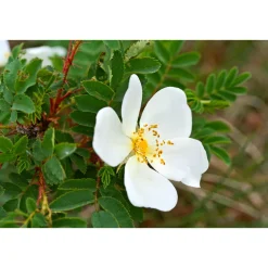 Plantiflor Wildrose Biene Maja Topf Durchmesser 17 cm