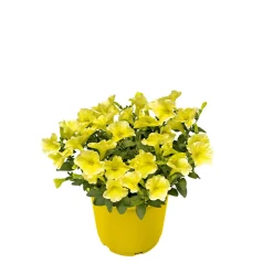 Plantiflor Zauberglöckchen, Topf Ø 13 cm