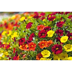 Plantiflor Zauberglöckchen, Topf Ø 13 cm