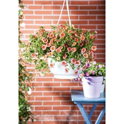 Plantiflor Zauberglöckchen, Topf Ø 13 cm