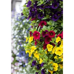 Plantiflor Zauberglöckchen, Topf Ø 13 cm