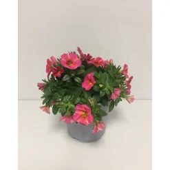 Plantiflor Zauberglöckchen Chameleon Sonderfarben