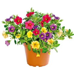 Plantiflor Zauberglöckchen dreifarbig Topf Durchmesser 12 cm