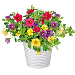 Plantiflor Zauberglöckchen dreifarbig Topf Durchmesser 12 cm