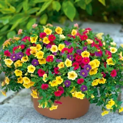 Plantiflor Zauberglöckchen dreifarbig Topf Durchmesser 12 cm