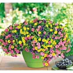 Plantiflor Zauberglöckchen dreifarbig Topf Durchmesser 12 cm