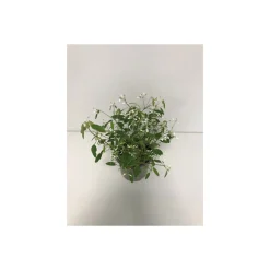 Plantiflor Zauberschnee T12