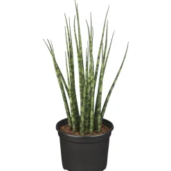 Plantiflor ZGRÜ Sansevieria Spagetti Mix T12 H35 cm