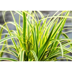 Plantiflor Ziergräser Durchmesser 17 cm versch Sorten