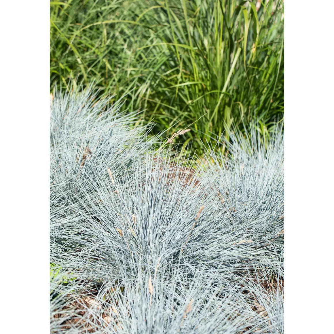 Plantiflor Ziergräser verschiedene Sorten Topf Durchmesser 11 cm