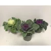 Plantiflor Zierkohl Brassica-Mix T12