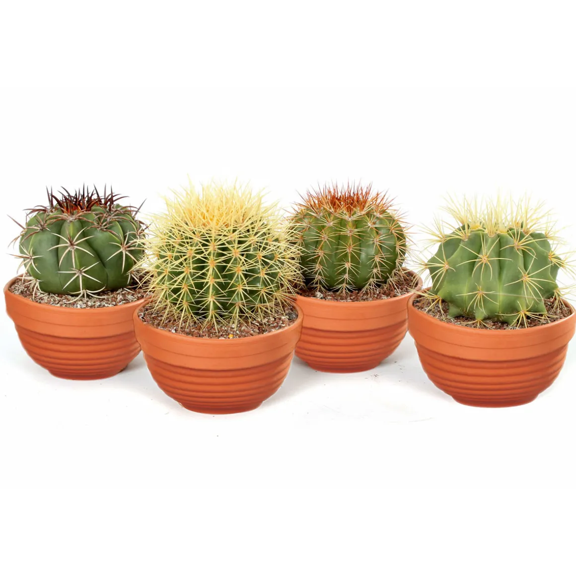 Plantiflor ZKAK Kaktus Mix Schale T13 H 30