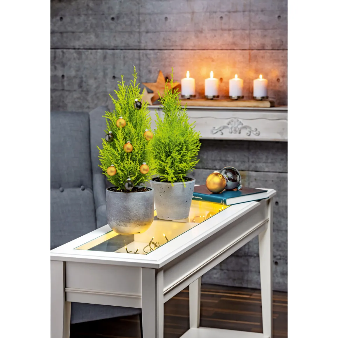 Plantiflor Zuckerhutfichte 80-100 cm