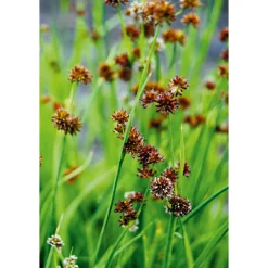 Plantiflor Zwergbinse verschiedne Sorten Topf Durchmesser 9 cm