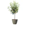 Plantiflor Zwergbirne Luisa Topf Durchmesser 24 cm