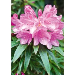 Plantiflor Alpenrose Graziella Topf Durchmesser 23 cm