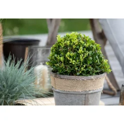 Plantiflor Amerikanische Stechpalme Kleiner Pirate Topf Durchmesser 19 cm