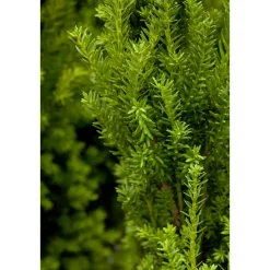 Plantiflor Becher-Eibe Hillii Topf Durchmesser 23 cm