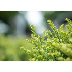 Plantiflor Berg-Ilex Glorie Dwarf Topf Durchmesser 15 cm