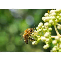 Plantiflor Bienenbaum Topf Durchmesser 17 cm