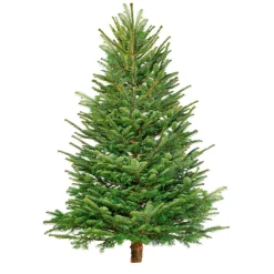 Plantiflor BIO Nordmanntanne 150-190 cm