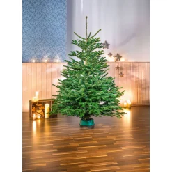 Plantiflor BIO Nordmanntanne 200-250 cm