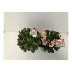 Plantiflor Bitterwurz P13