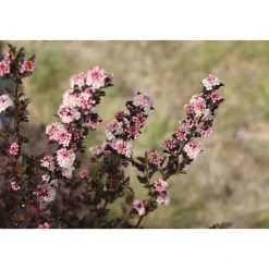 Plantiflor Blasenspiere Proven Winners Tiny Wine Topf Durchmesser 19 cm