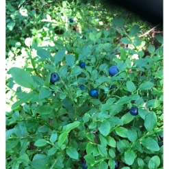 Plantiflor Blaubeere Wilde Küche Topf Durchmesser 17 cm