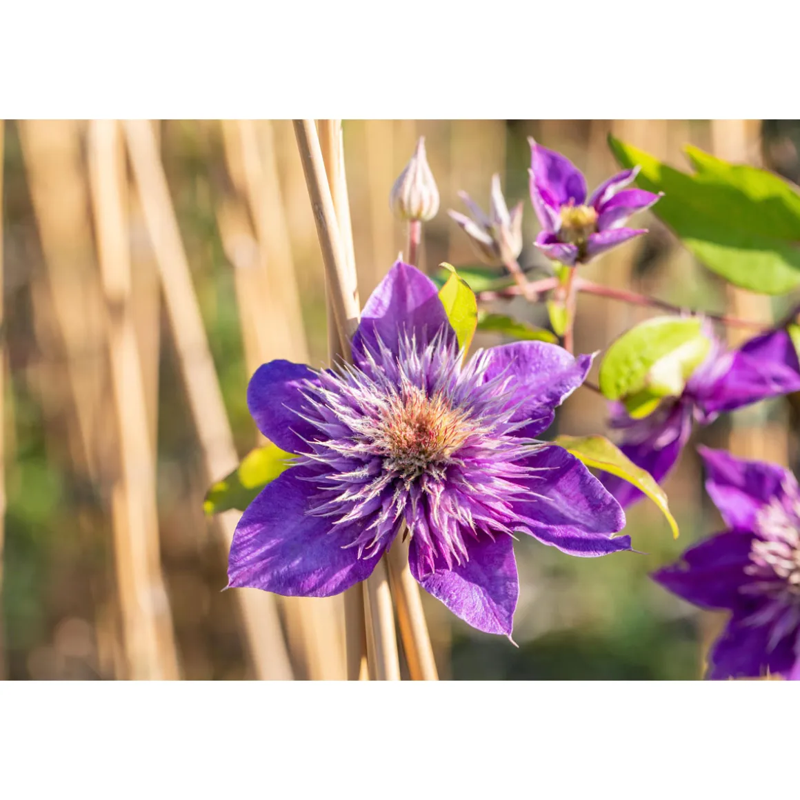 Plantiflor Blaue Großblumige Waldrebe Multi Blue Topf Durchmesser 17 cm