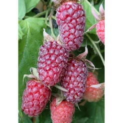 Plantiflor Brombeere Tayberry Topf Durchmesser 17 cm