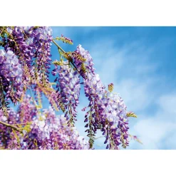 Plantiflor Chinesischer Blauregen Topf Durchmesser 17 cm