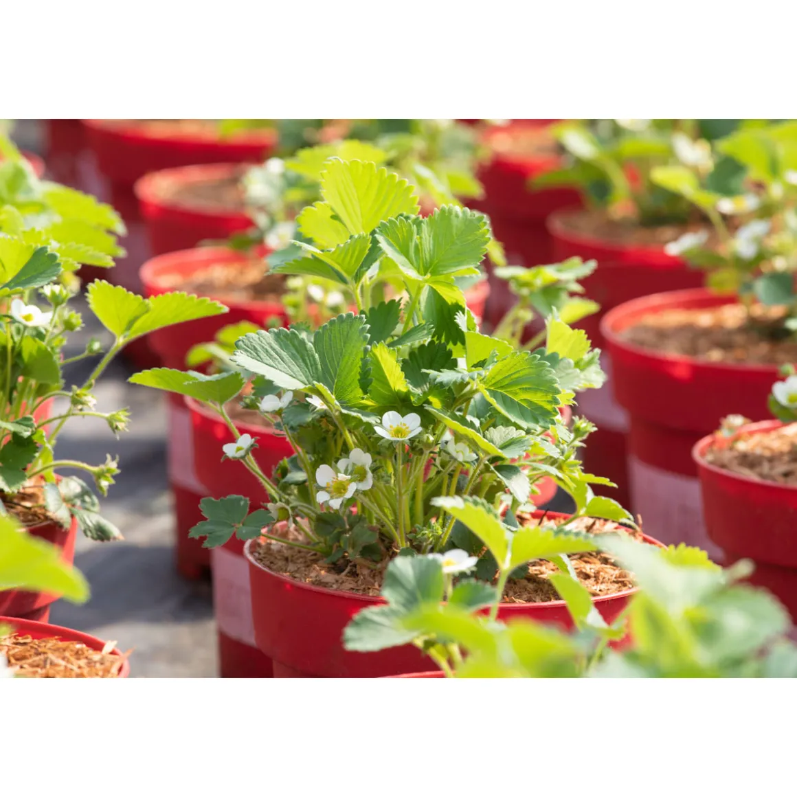 Plantiflor Die 4-Monats-Erdbeere Lucky Berry Topf Durchmesser 22 cm