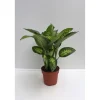 Plantiflor Dieffenbachie 80 cm Topf 24 cm