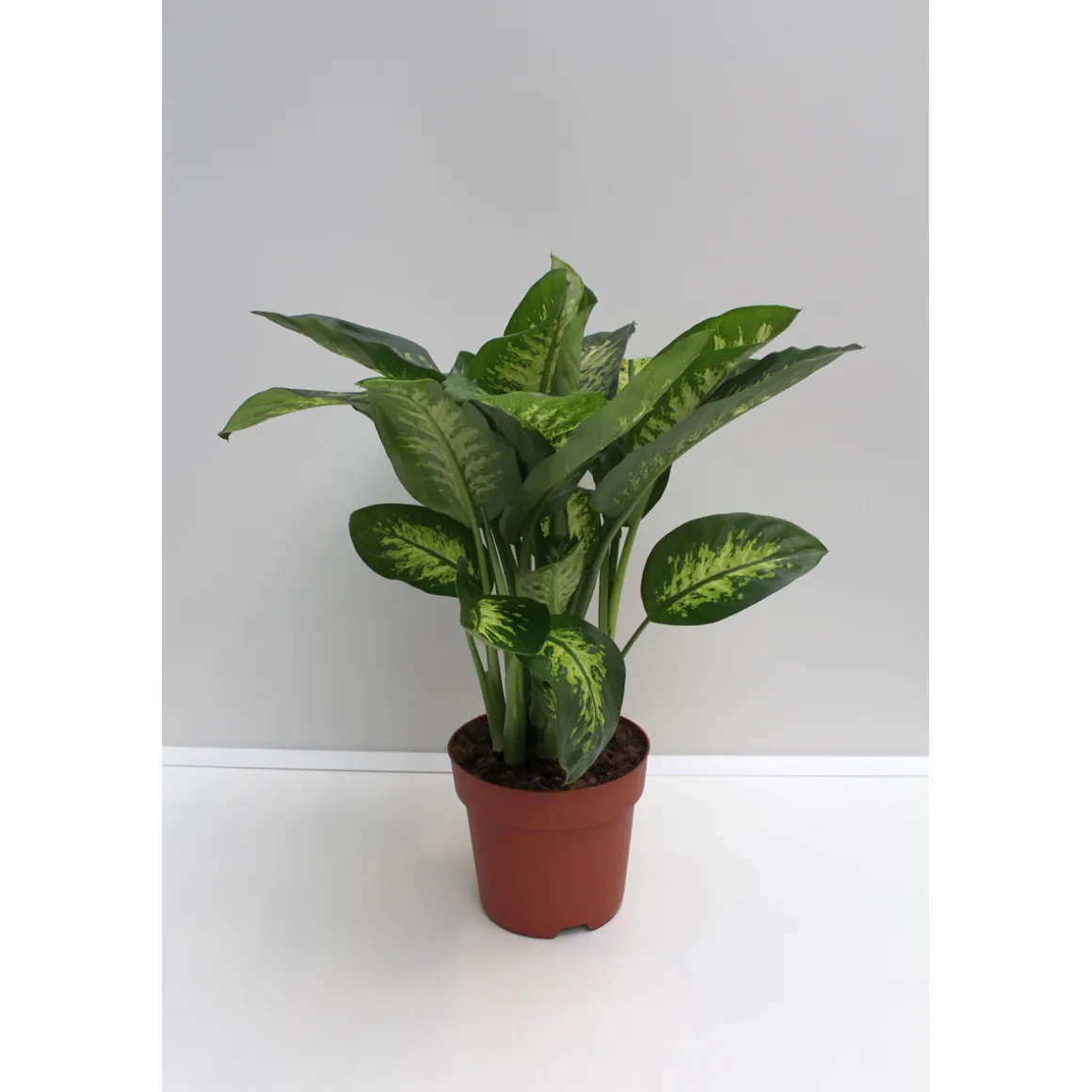 Plantiflor Dieffenbachie 80 cm Topf 24 cm