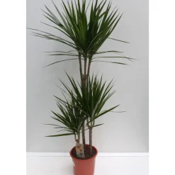 Plantiflor Drachenbaum 110 cm Topf 21 cm