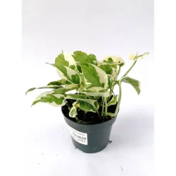 Plantiflor Efeutute Joy 15-20 cm T12