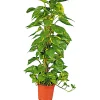 Plantiflor Efeutute Topf Durchmesser 21 cm